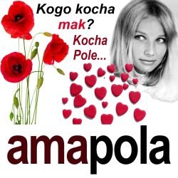 amapola