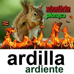 ardilla