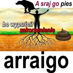 arraigo
