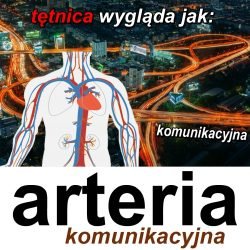 arteria