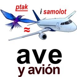 ave y avion