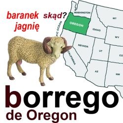 borrego