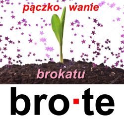 brote2